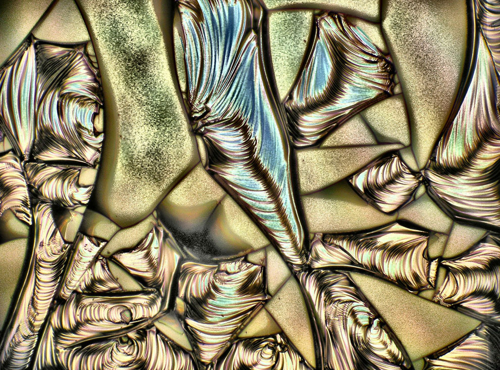 Конкурс микрофотографии Nikon Small World 2013 Конкурс микрофотографии Nikon Small World 2013