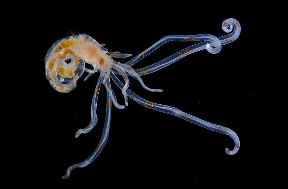 Конкурс микрофотографии Nikon Small World 2013 Конкурс микрофотографии Nikon Small World 2013