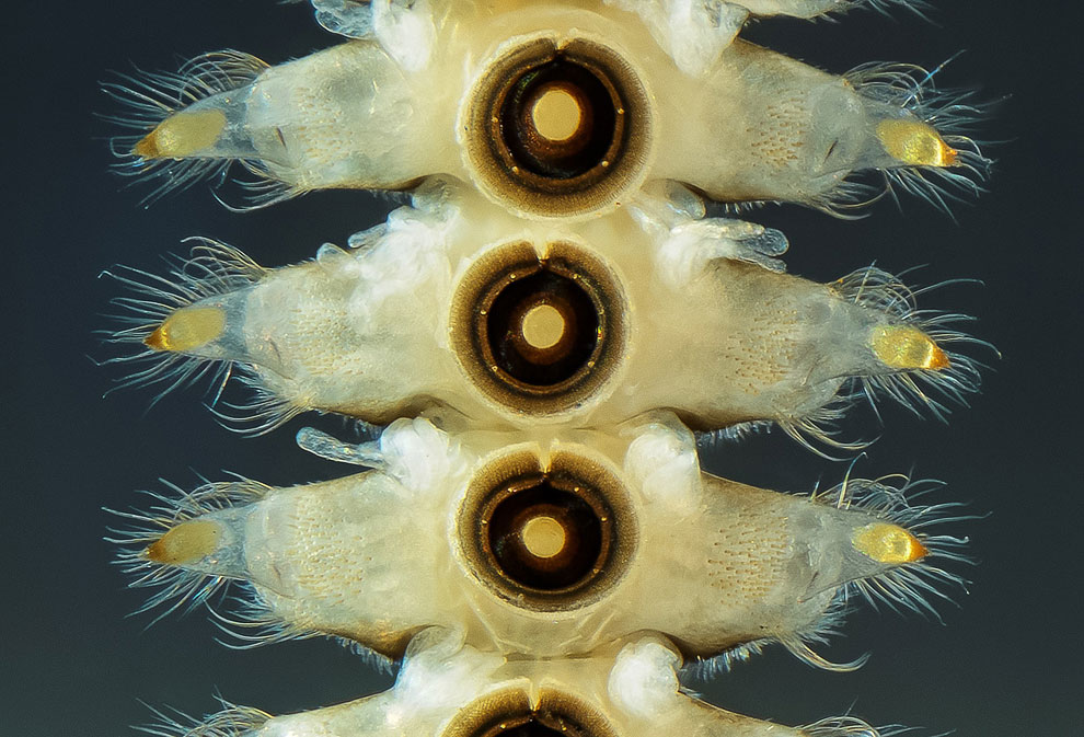 Конкурс микрофотографии Nikon Small World 2013 Конкурс микрофотографии Nikon Small World 2013