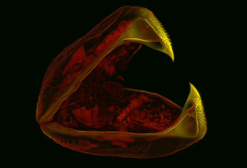 Конкурс микрофотографии Nikon Small World 2013 Конкурс микрофотографии Nikon Small World 2013