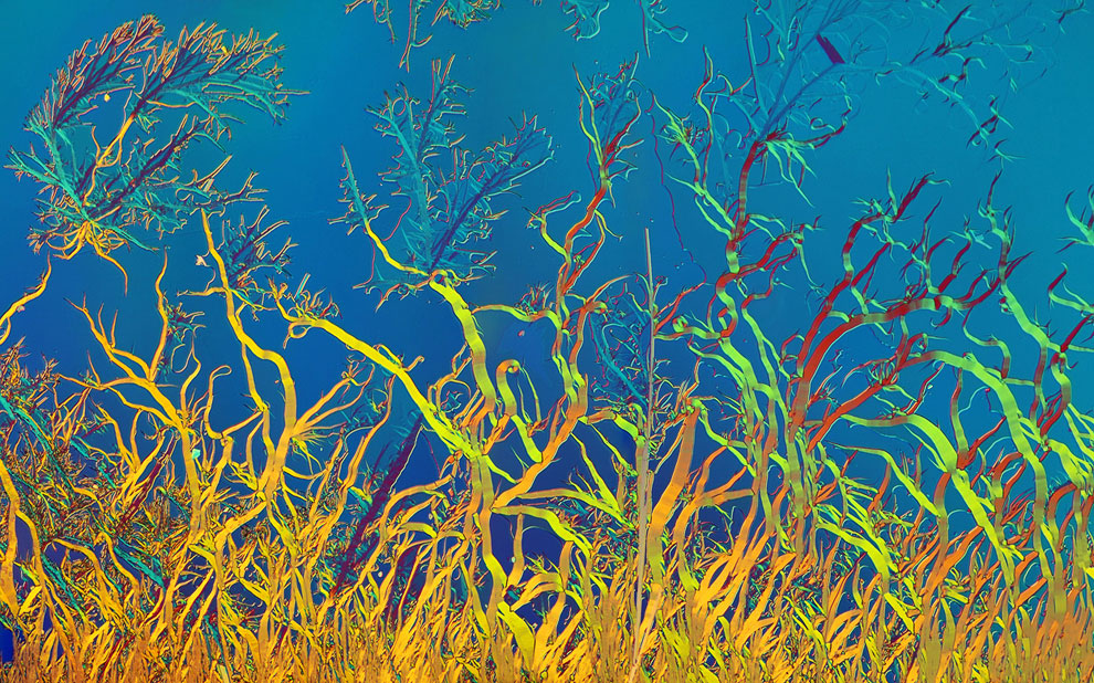 Конкурс микрофотографии Nikon Small World 2013 Конкурс микрофотографии Nikon Small World 2013