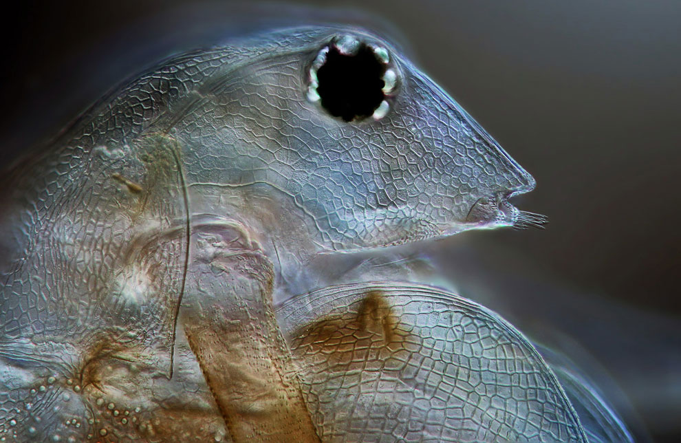 Конкурс микрофотографии Nikon Small World 2013 Конкурс микрофотографии Nikon Small World 2013