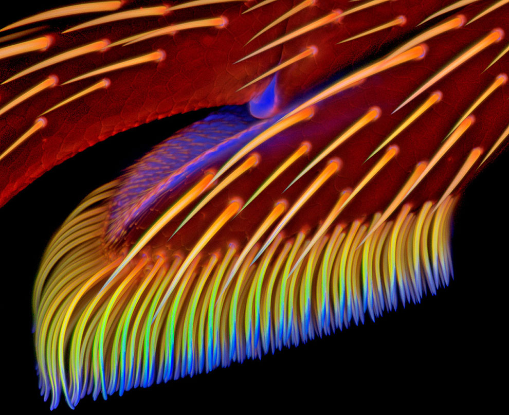 Конкурс микрофотографии Nikon Small World 2013 Конкурс микрофотографии Nikon Small World 2013