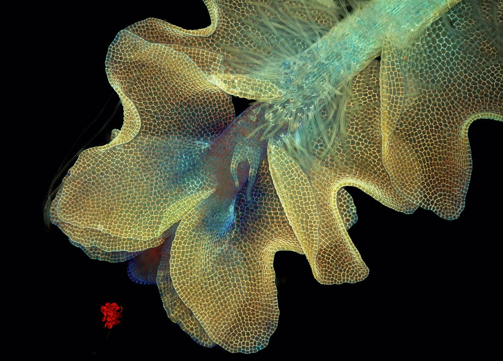 Конкурс микрофотографии Nikon Small World 2013 Конкурс микрофотографии Nikon Small World 2013