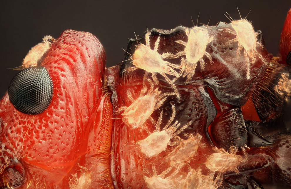 Конкурс микрофотографии Nikon Small World 2013 Конкурс микрофотографии Nikon Small World 2013