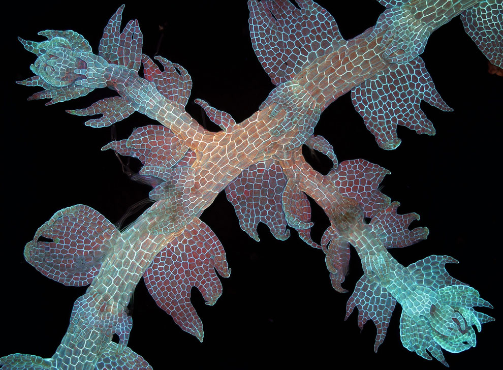Конкурс микрофотографии Nikon Small World 2013 Конкурс микрофотографии Nikon Small World 2013