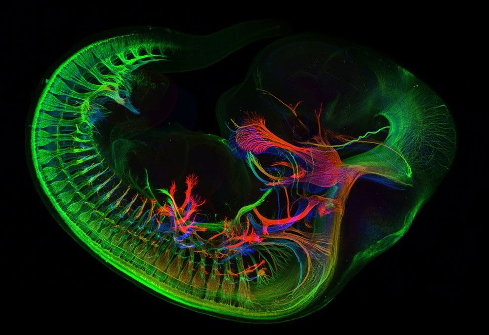 Конкурс микрофотографии Nikon Small World 2013 Конкурс микрофотографии Nikon Small World 2013