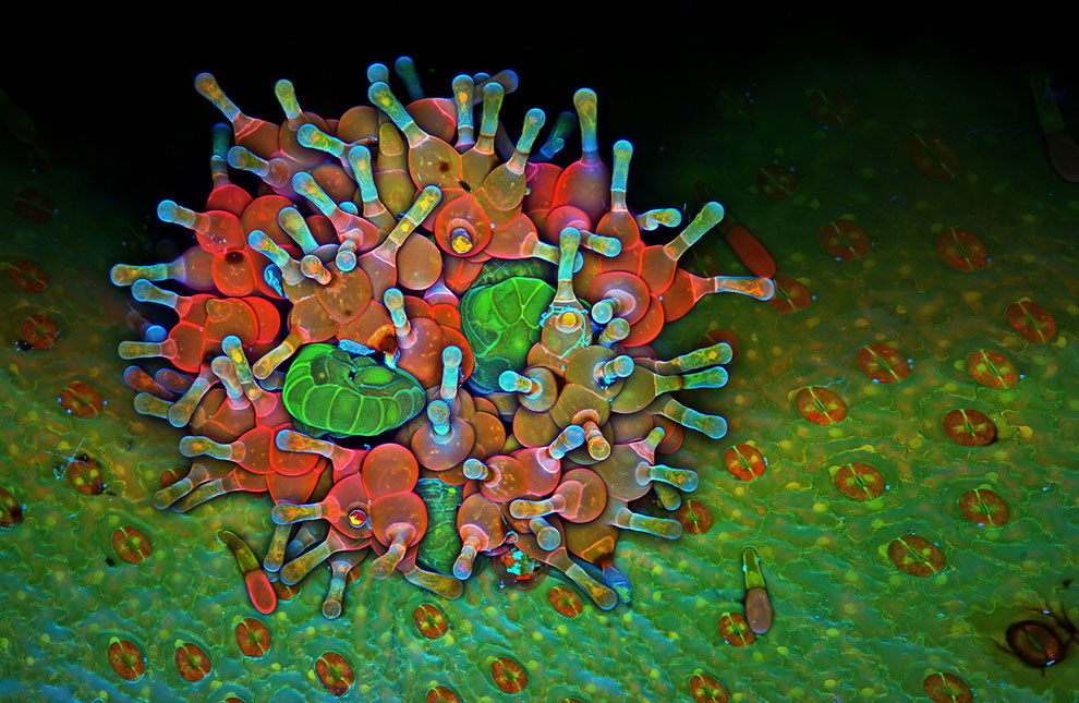 Конкурс микрофотографии Nikon Small World 2013 Конкурс микрофотографии Nikon Small World 2013