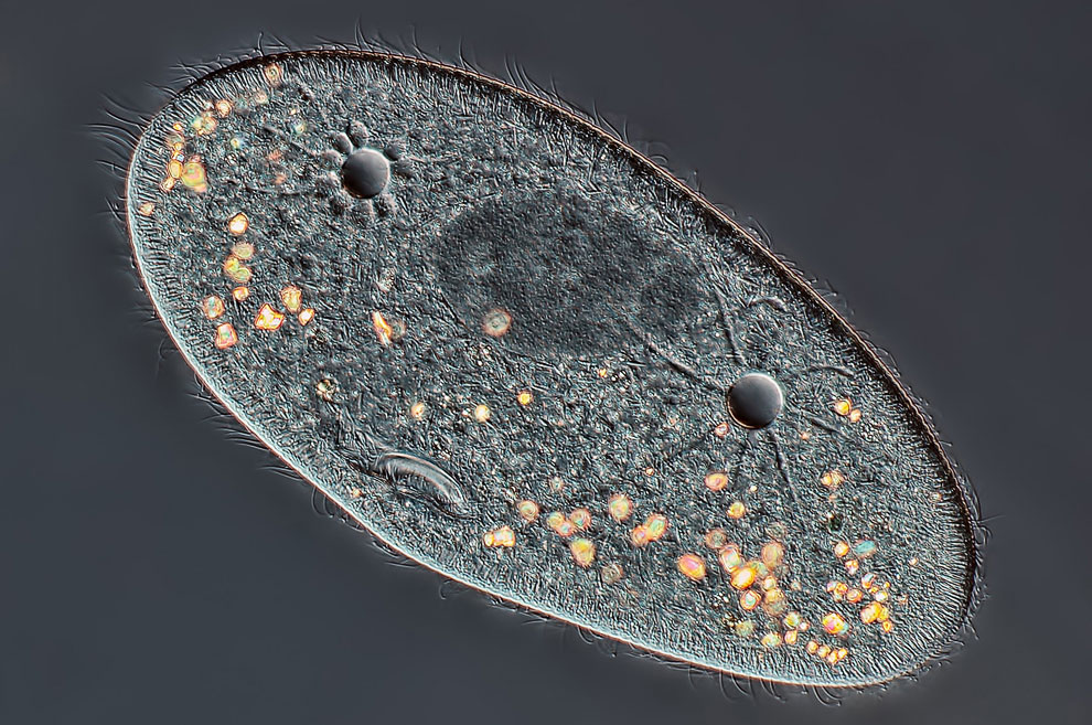 Конкурс микрофотографии Nikon Small World 2013 Конкурс микрофотографии Nikon Small World 2013