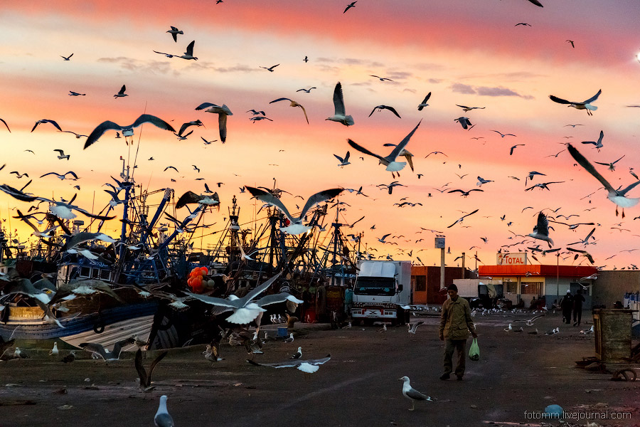 Море птиц в Марокко Море птиц в Марокко