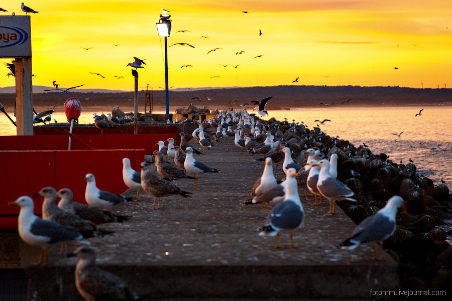 Море птиц в Марокко Море птиц в Марокко