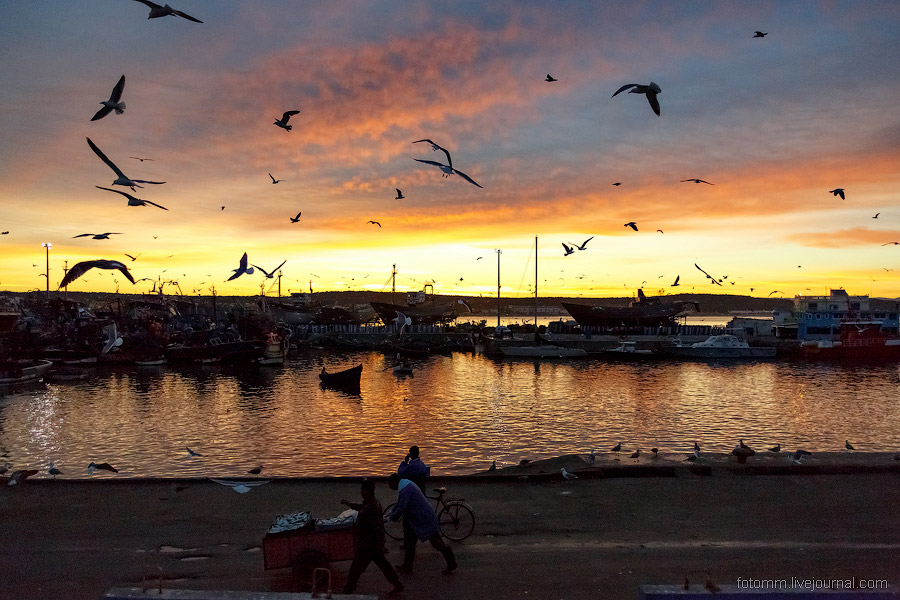 Море птиц в Марокко Море птиц в Марокко