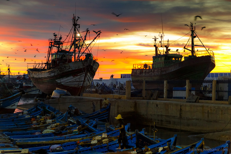 Море птиц в Марокко Море птиц в Марокко