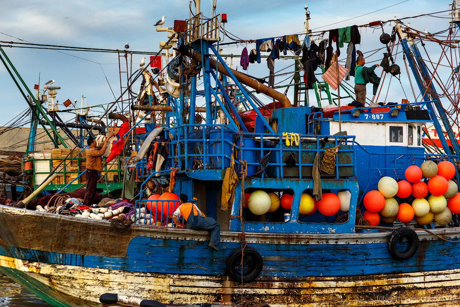 Море птиц в Марокко Море птиц в Марокко