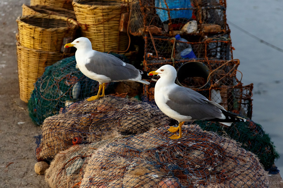 Море птиц в Марокко Море птиц в Марокко