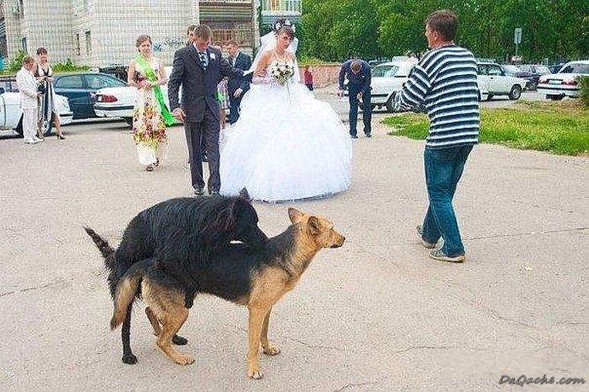 Приколы со свадеб