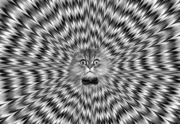 Коты в колготках