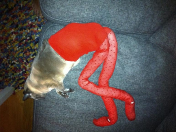 Коты в колготках