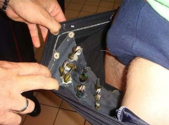 Самые остроумные и изощрённые методы контрабанды Самые остроумные и изощрённые методы контрабанды