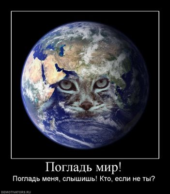 Подборка про манулов