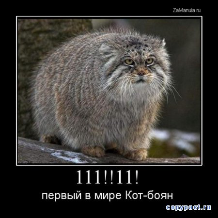 Подборка про манулов