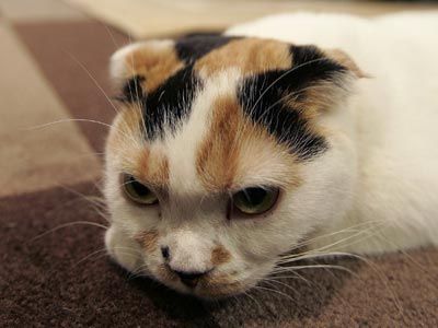 Кафе для кошатников