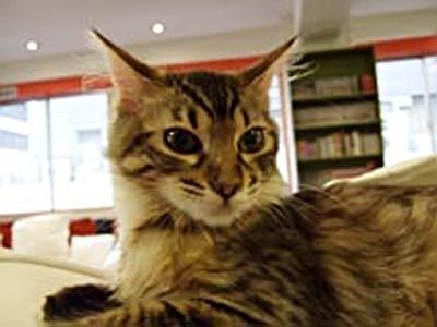 Кафе для кошатников