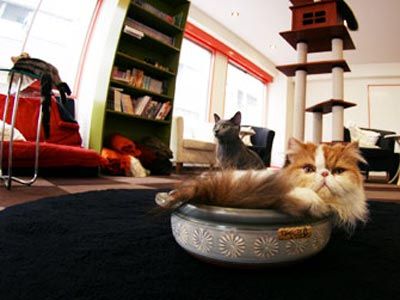 Кафе для кошатников