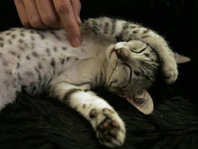 Кафе для кошатников