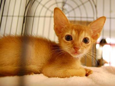 Кафе для кошатников