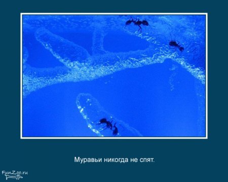 Интересные факты о животных