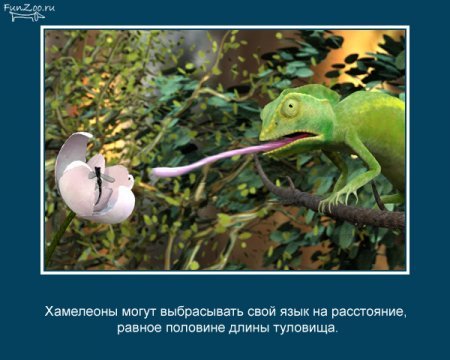 Интересные факты о животных