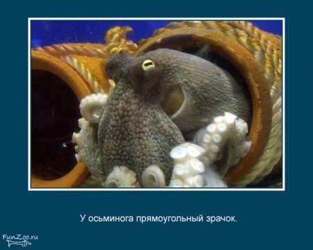 Интересные факты о животных