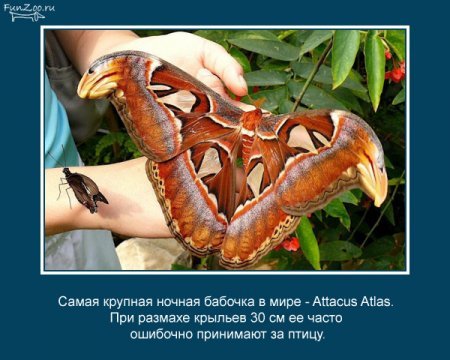 Интересные факты о животных