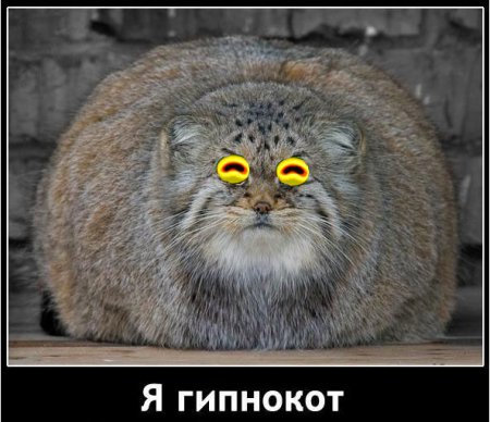 Подборка про манулов