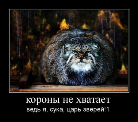 Подборка про манулов