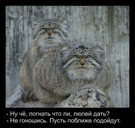 Подборка про манулов