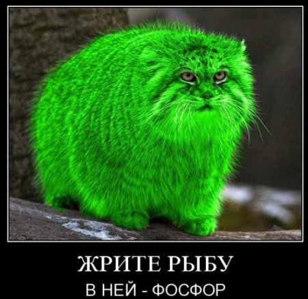 Подборка про манулов