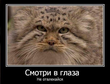 Подборка про манулов
