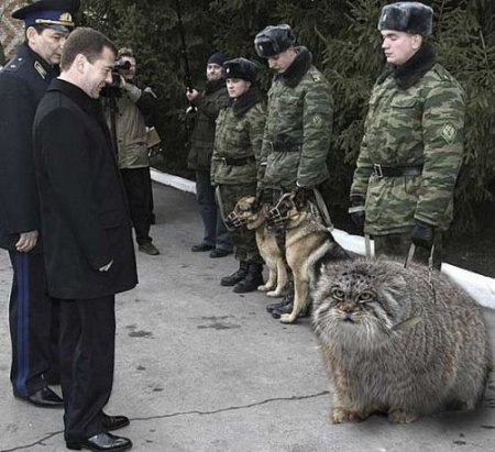 Подборка про манулов
