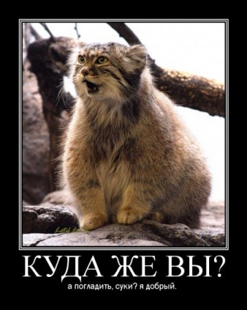 Подборка про манулов