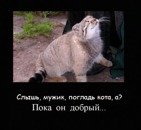 Подборка про манулов