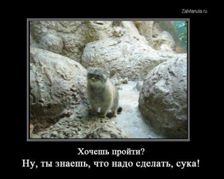 Подборка про манулов