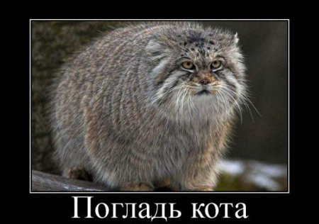 Подборка про манулов