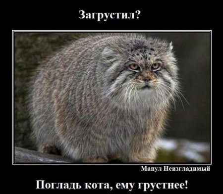 Подборка про манулов