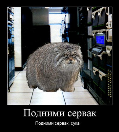 Подборка про манулов