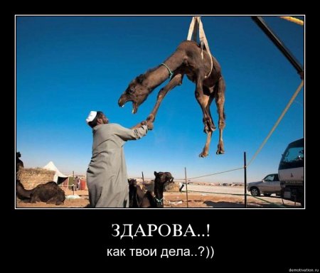 демотиваторы (38 фото)