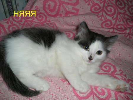 Котёнок ищет хозяина