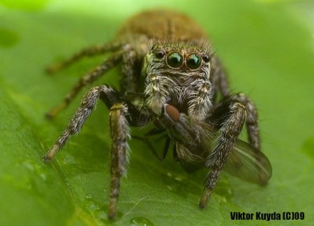 Micro & Macro от Viktor Kuyda