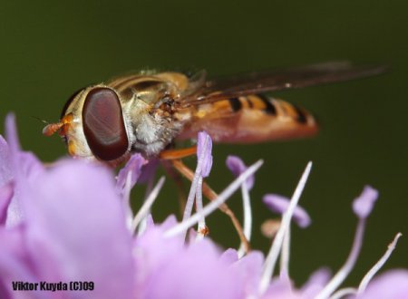 Micro & Macro от Viktor Kuyda